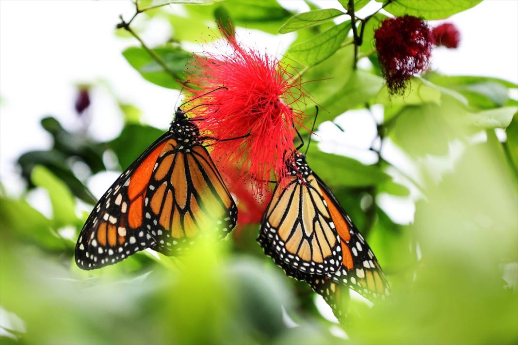 Konya’nın ünlü bahçesinde 10 bin kelebek vuslat için ilk kez kanat çırpacak 4